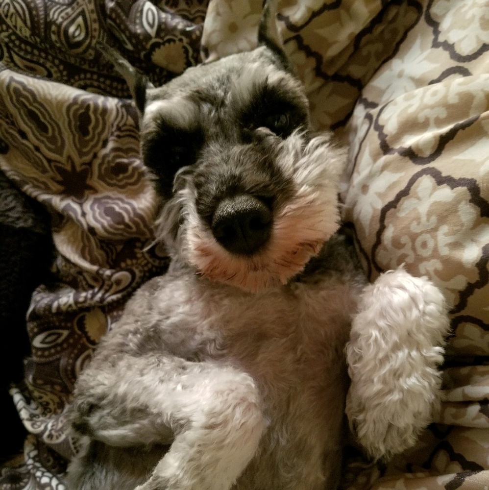 Meet your Posher, Shelby